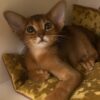 We have very sweet Ruddy abyssinian male available. DOB 10/11/2024. We sell kittens with 2 respiratory vaccines, 2 deworming, and microchipped. Kittens have pet passport with vaccination records and we sign kitten agreement. Kitten ready move to new home on the end og February. If you interesting about this kittens please feel out our inquiry form https://www.abycuties.com/inquiry-form/