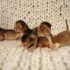 We have Abyssinian kitten avalible, ruddy and red boys and girls DOB 08.04.2024 We sell kittens with 2 respiratory vaccines, 2 deworming, microchipped and boys are neutered. Kitten ready move to new home in midle of In November. If you interesting about this kittens please feel out our inquiry form https://www.abycuties.com/inquiry-form/