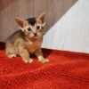 We have Abyssinian kitten avalible, 2 ruddy  girls DOB 07.23.2024. We sell kittens with 2 respiratory vaccines, 2 deworming, microchipped with pet passport and vaccination record. Kitten ready move to new home on begining of November. If you interesting about this kittens please feel out our inquiry form https://www.abycuties.com/inquiry-form/